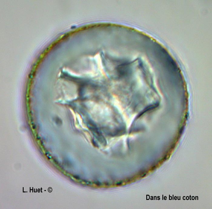 Sequoia sempervirens (séquoia à feuilles d'if)